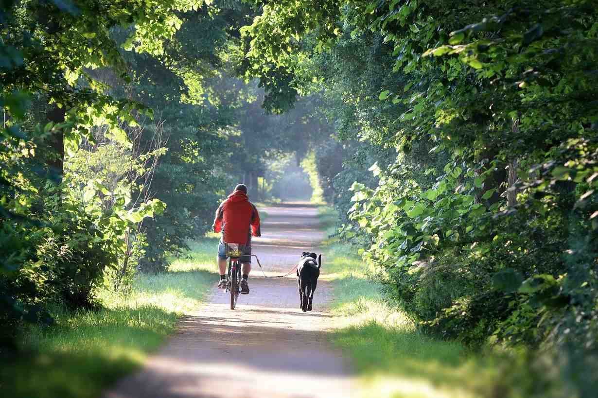 e-bike for seniors